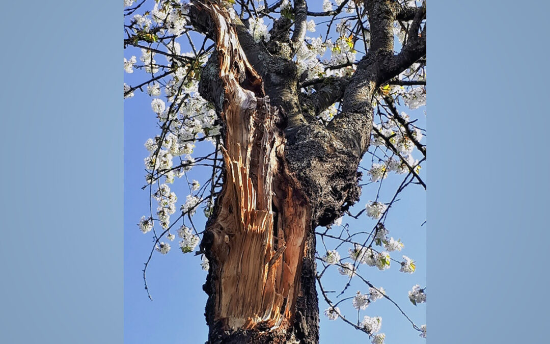 Not-so-pretty haiku: The old tree